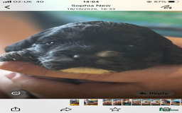 Mixed Breed dogs for sale: Gorgeous puppies  - Image 9