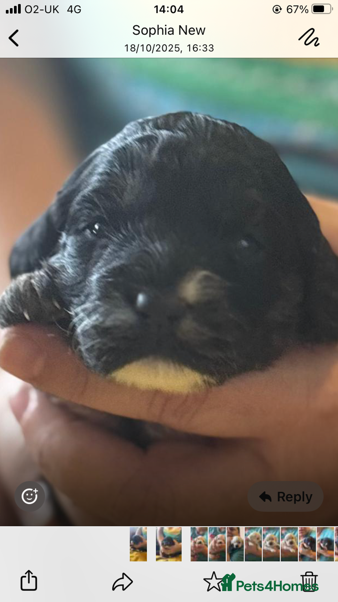 Mixed Breed dogs for sale: Gorgeous puppies  - Image 9