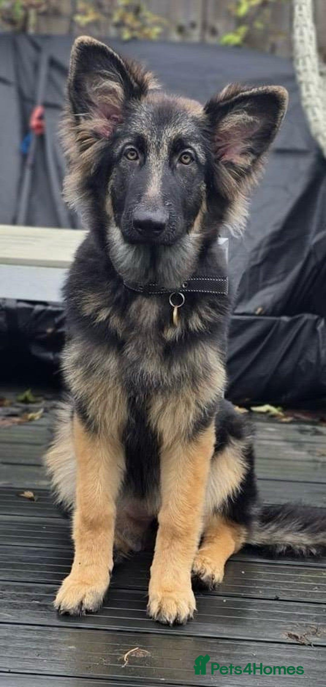 German Shepherd dogs for stud: KC health tested isabella german shepherd for stud - Advert 16