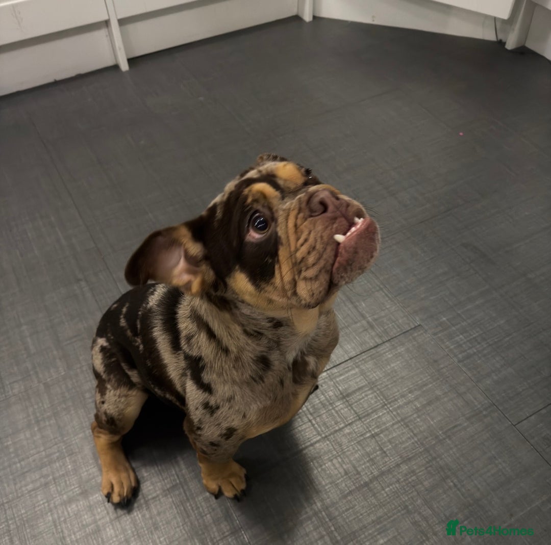English Bulldog dogs for sale: Chocolate Tri Merle English Bulldog - Advert 5