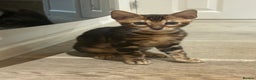 Bengal cats for sale: Champion bloodline Bengal kittens - Advert 25