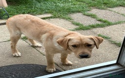 Goldador dogs for sale: Beautiful natured male bailey - Image 1