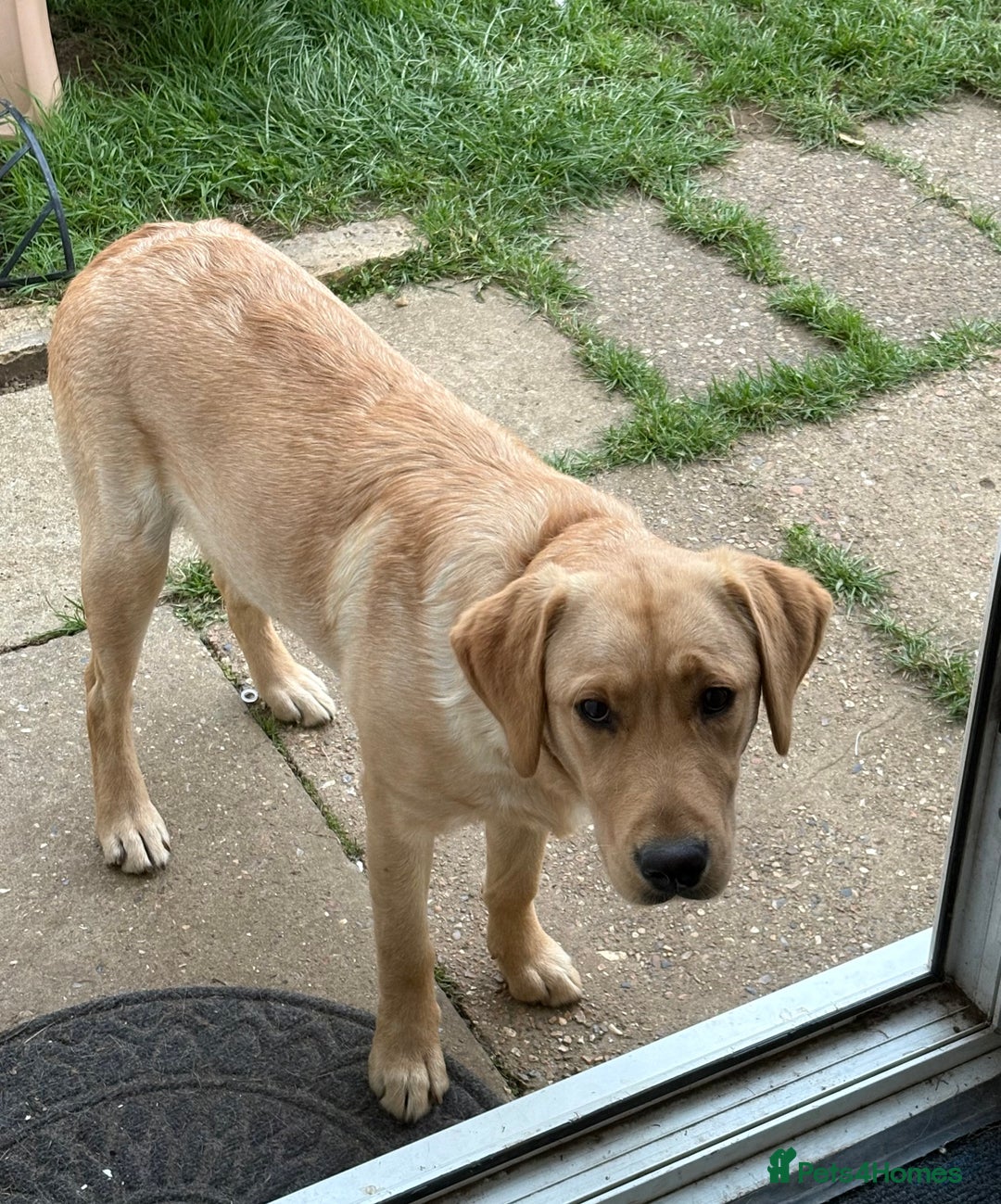 Goldador dogs for sale: Beautiful natured male bailey - Image 1