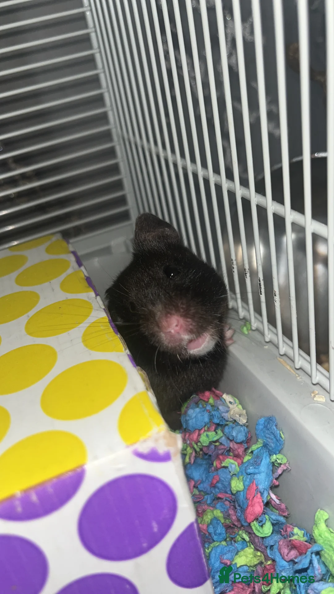 Hamster rodents for sale: Syrian Hamster  in Leigh - Advert 1