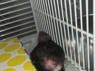 Hamster rodents Syrian Hamster - Advert 11