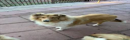 Rough Collie dogs for sale: KC registered 6 month male puppy - Advert 6