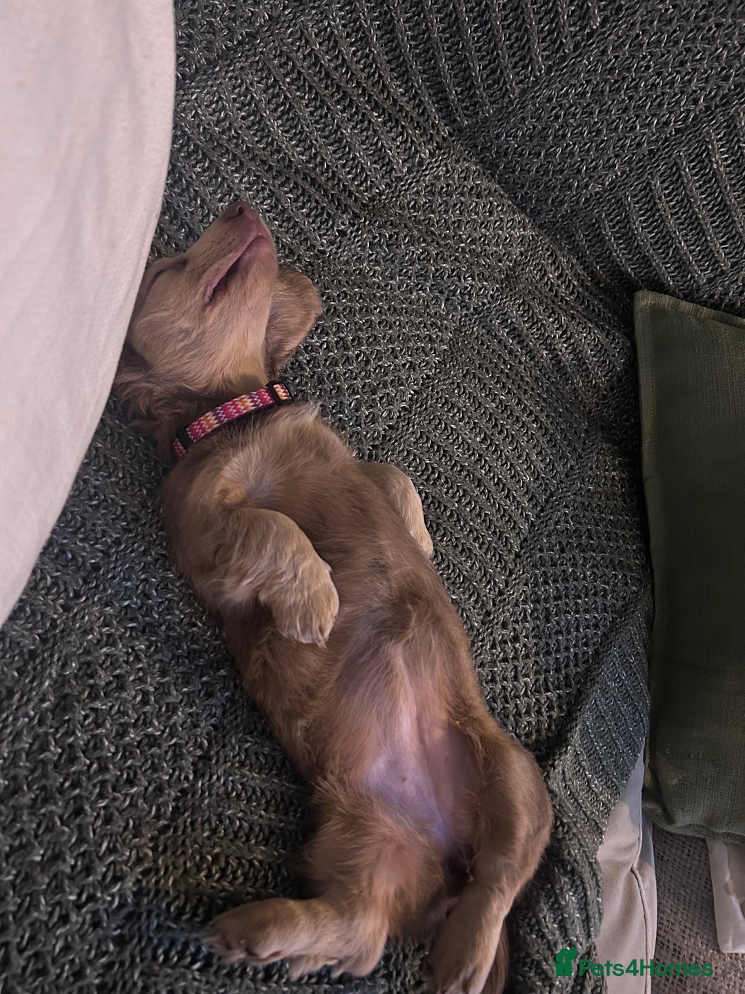 Miniature Dachshund dogs for sale: Long haired miniature dachshund - Advert 4