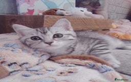 Scottish Fold cats for sale: Two cutie Scottish straights for sale - Image 9