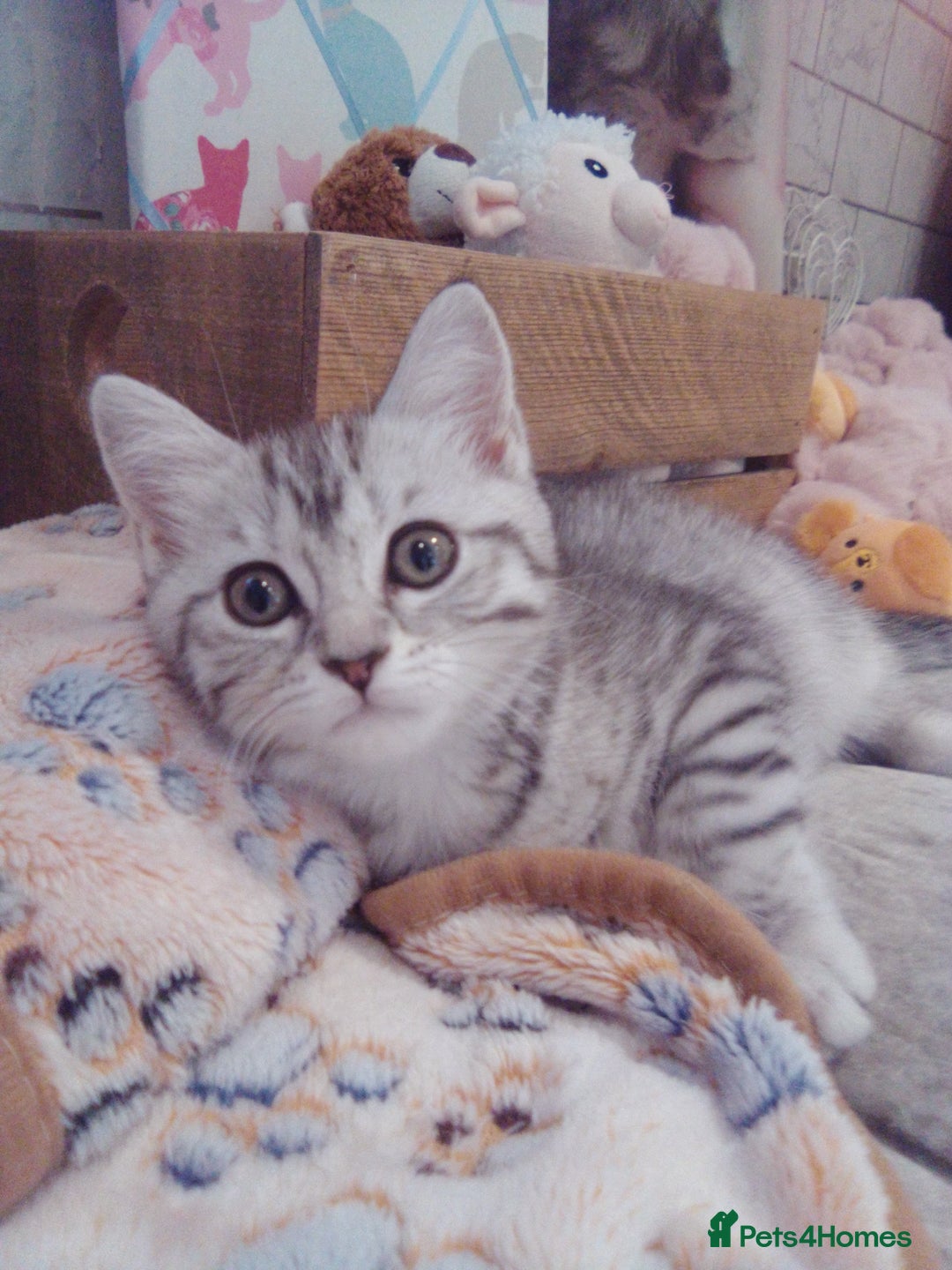 Scottish Fold cats for sale: Two cutie Scottish straights for sale - Image 9