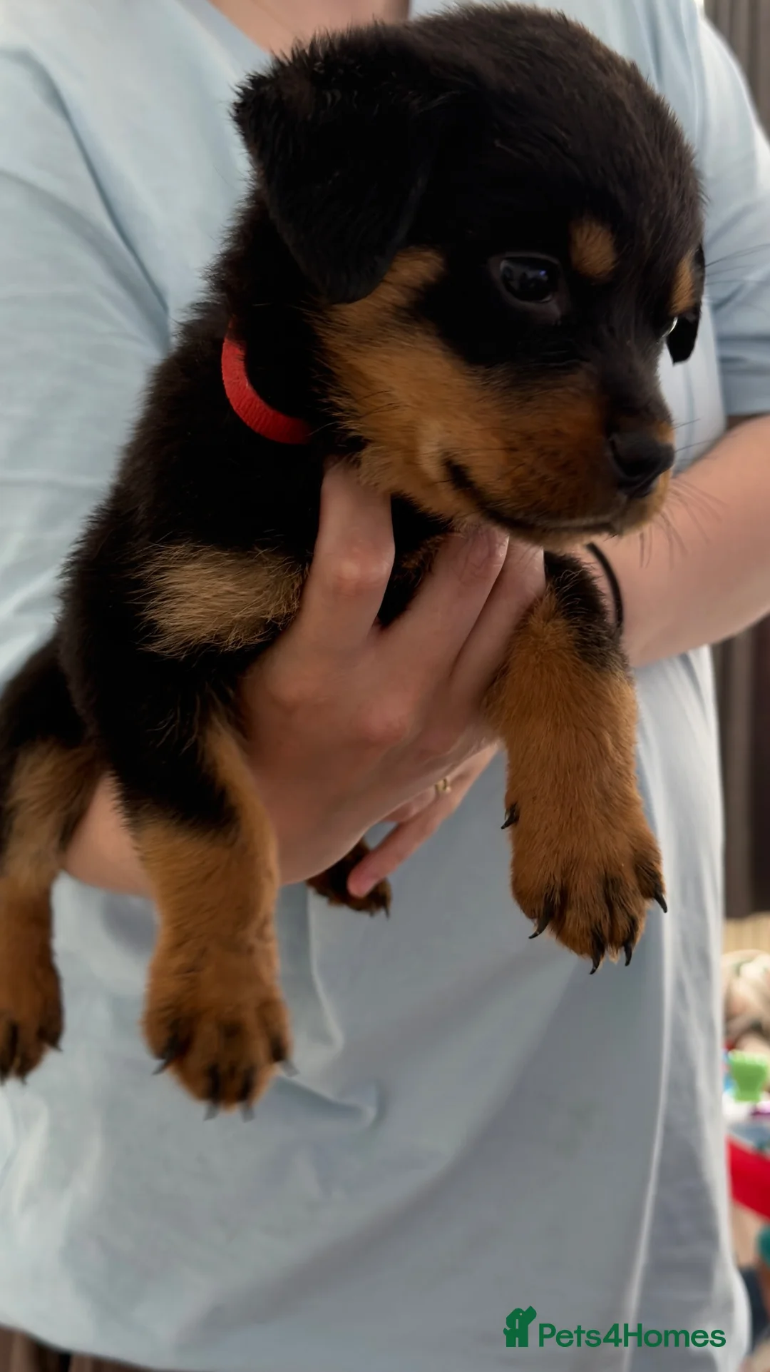 Rottweiler dogs for sale: 1 Girl left Pedigree Registered Rottweiler Puppies - Advert 1