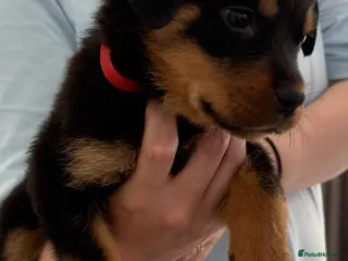 Rottweiler dogs 1 Girl left Pedigree Registered Rottweiler Puppies - Advert 6