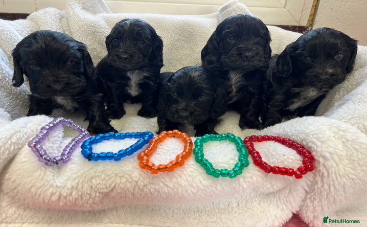 Cocker Spaniel dogs - Advert 13