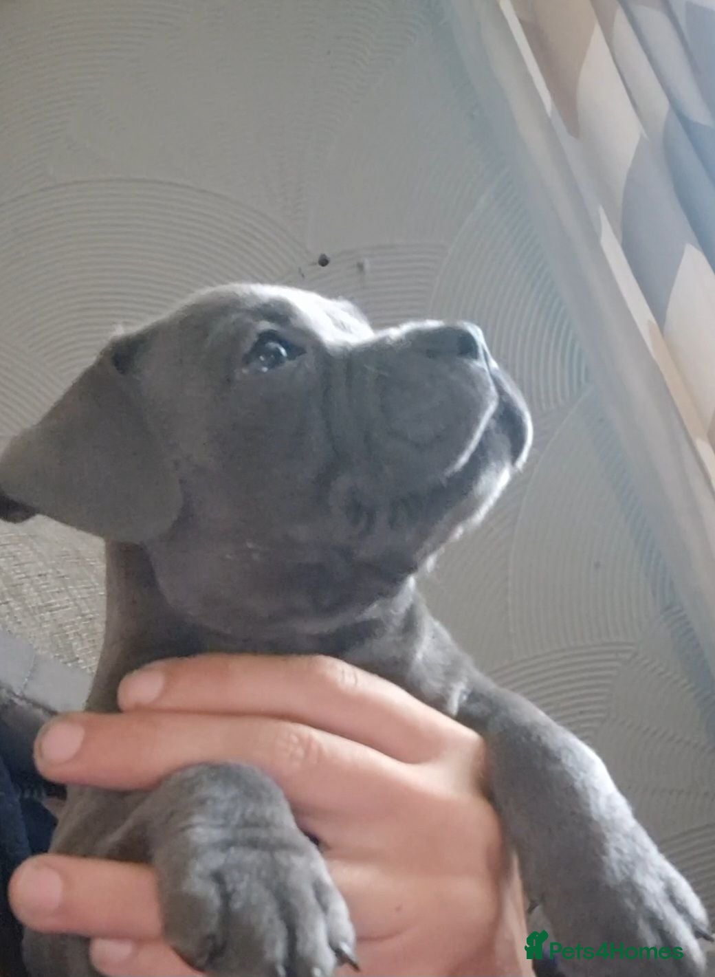 Staffordshire Bull Terrier dogs Kc registered staffordshire bull terrier puppies - Advert 1