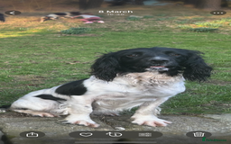 English Springer Spaniel dogs for sale: Part trained bitch - Image 2