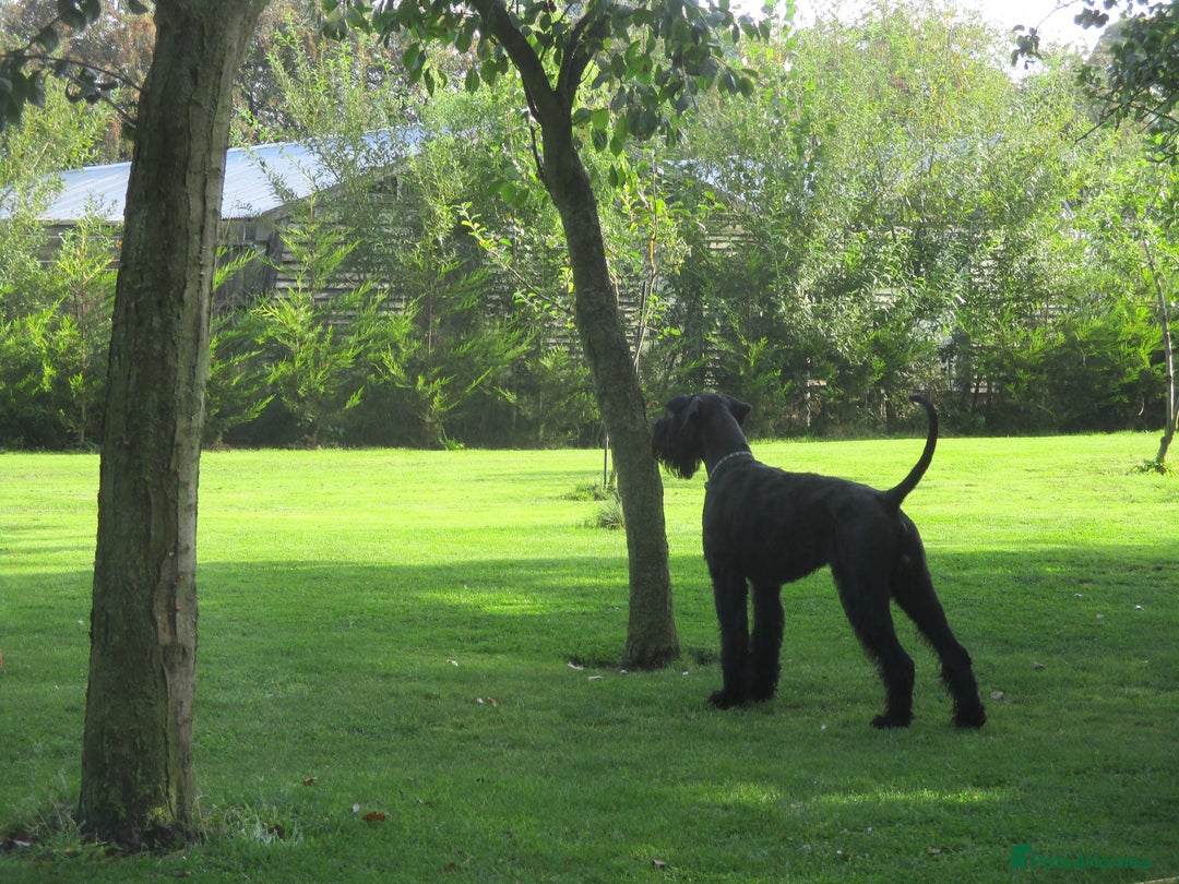 Giant Schnauzer dogs for stud: Available for Stud. - Advert 1