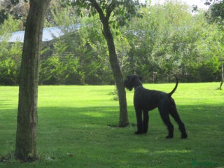 Giant Schnauzer dogs - Advert 2