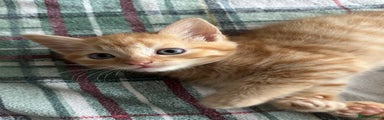 Domestic Shorthair Kitten 2