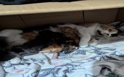 Mixed Breed cats for sale: Beautiful kittens - Image 1