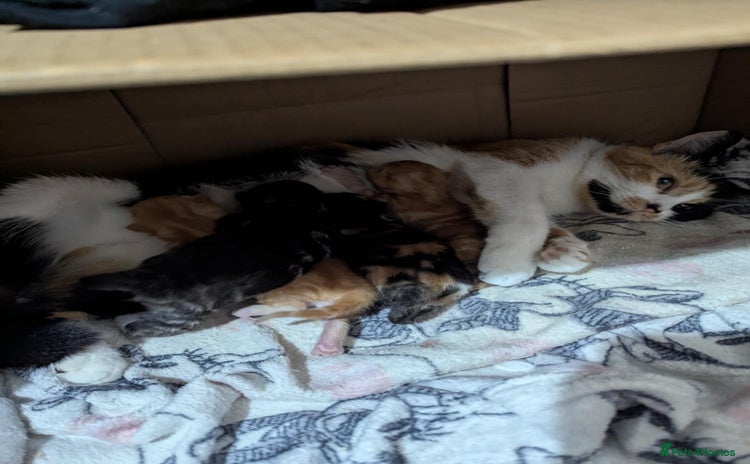 Mixed Breed cats - Advert 10