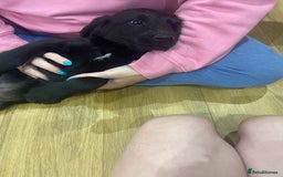 Aussiedoodle dogs for sale: Last Boy AussieDoodle Fully Vaccinated/Vet checked - Image 4
