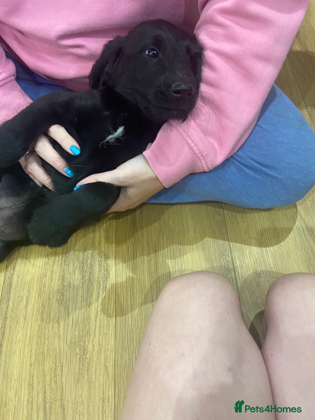 Aussiedoodle dogs for sale: Last Boy AussieDoodle Fully Vaccinated/Vet checked - Image 4