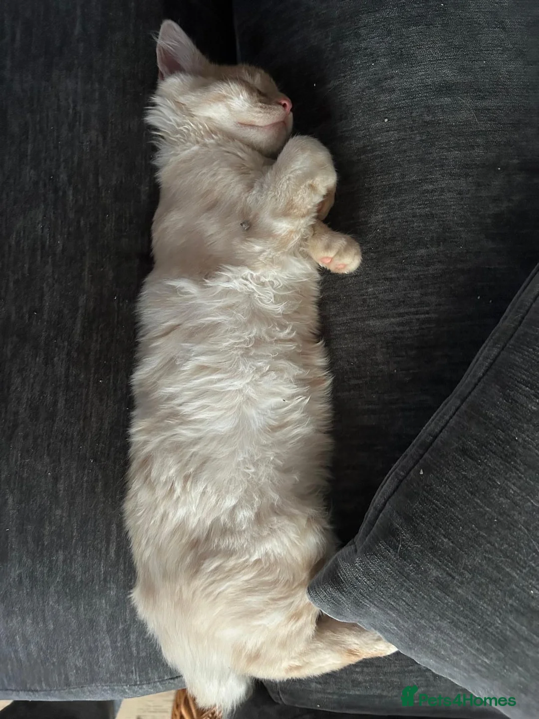 Maine Coon cats for sale: Maine coon cross boy kittens - Advert 2