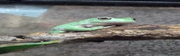 Frog reptiles for sale: Various frog species - Advert 2