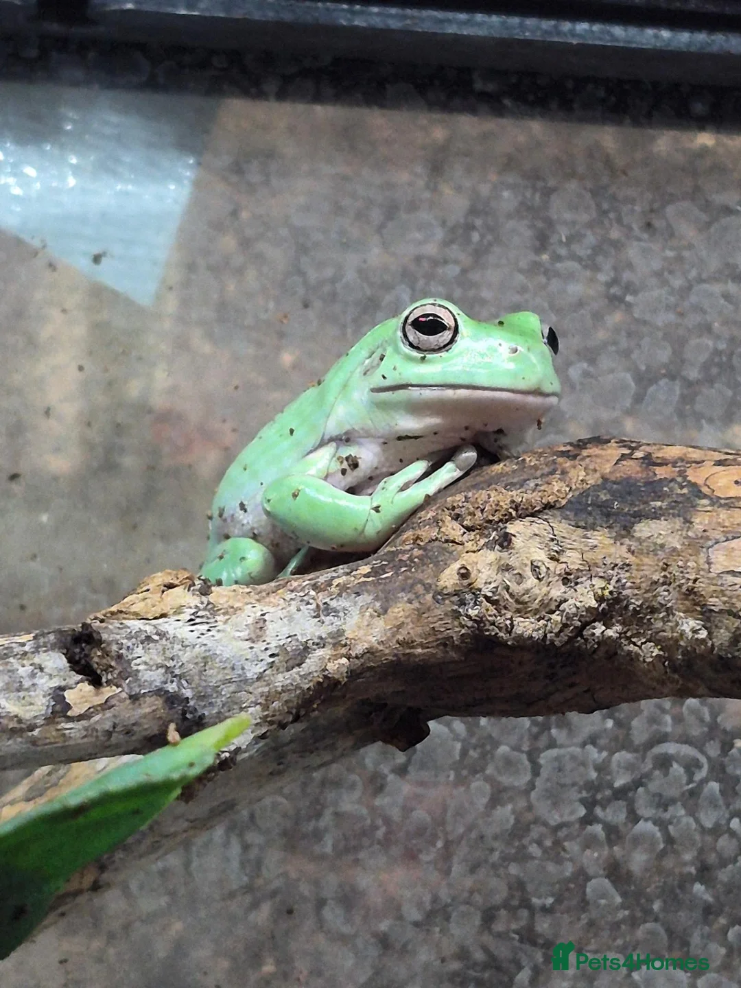 Frog reptiles for sale: Various frog species - Advert 2