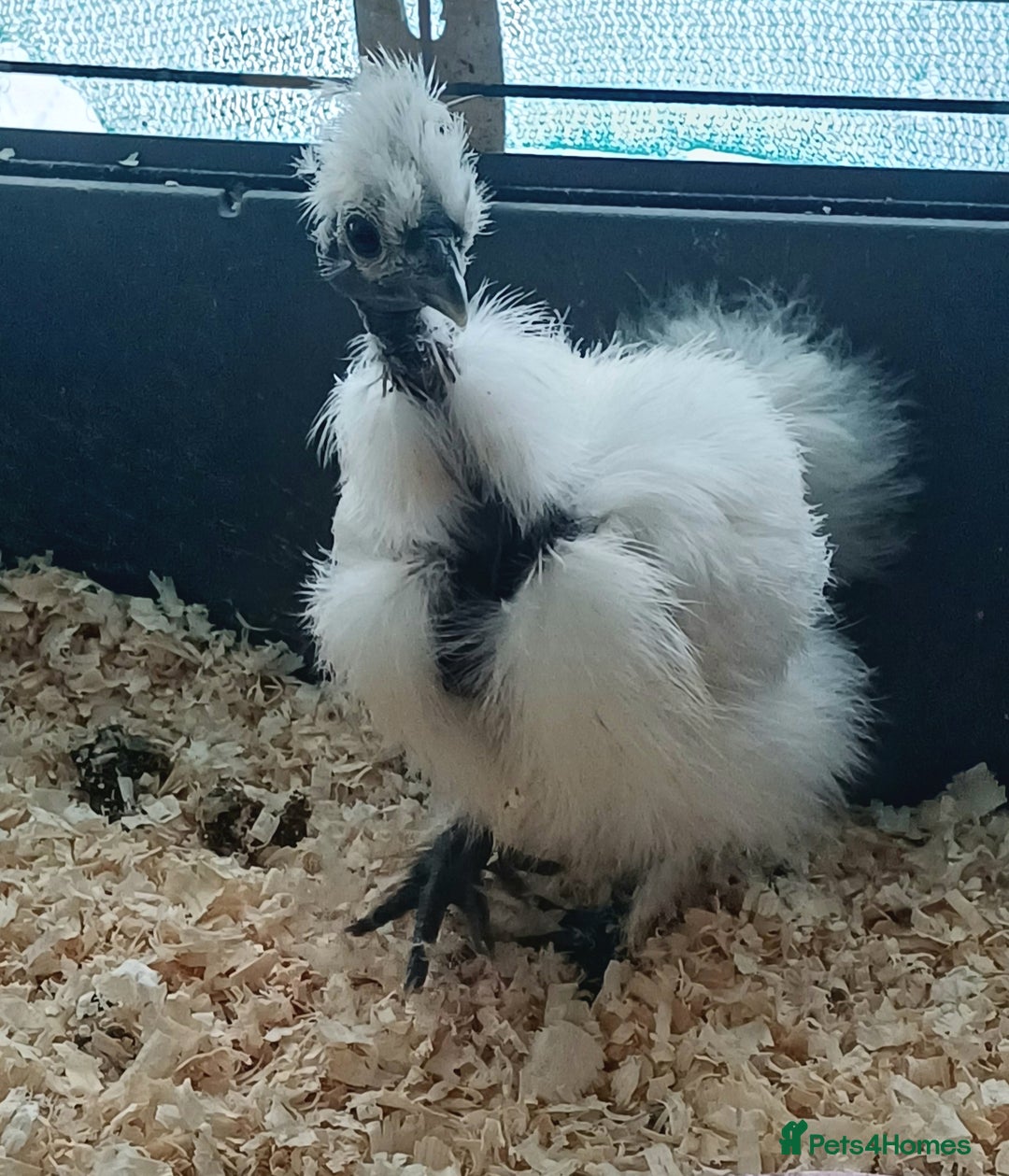 Chickens poultry for sale: Silkie chicks, showgirls and standard - Advert 8