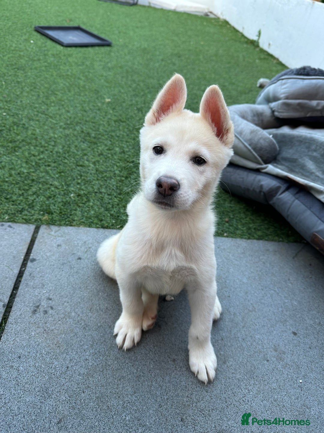 Akita dogs for sale: Beautiful Akita girl puppy for sale  - Image 3