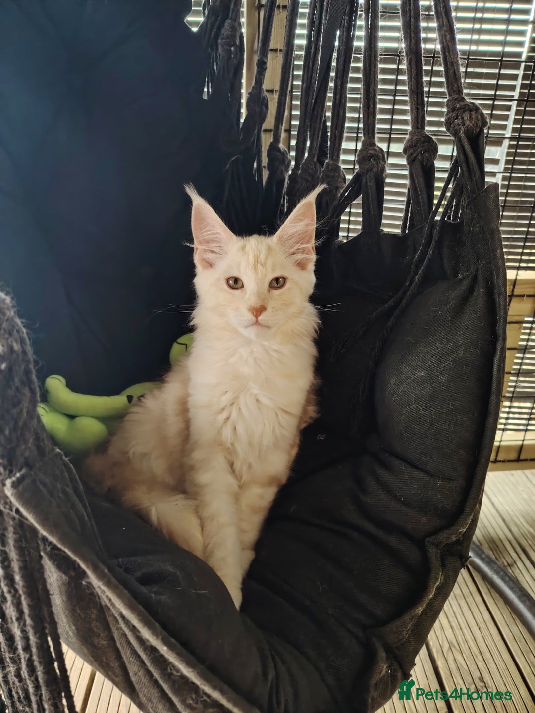 Maine Coon cats for sale: Home raised stunning Mainecoon boys. - Image 12