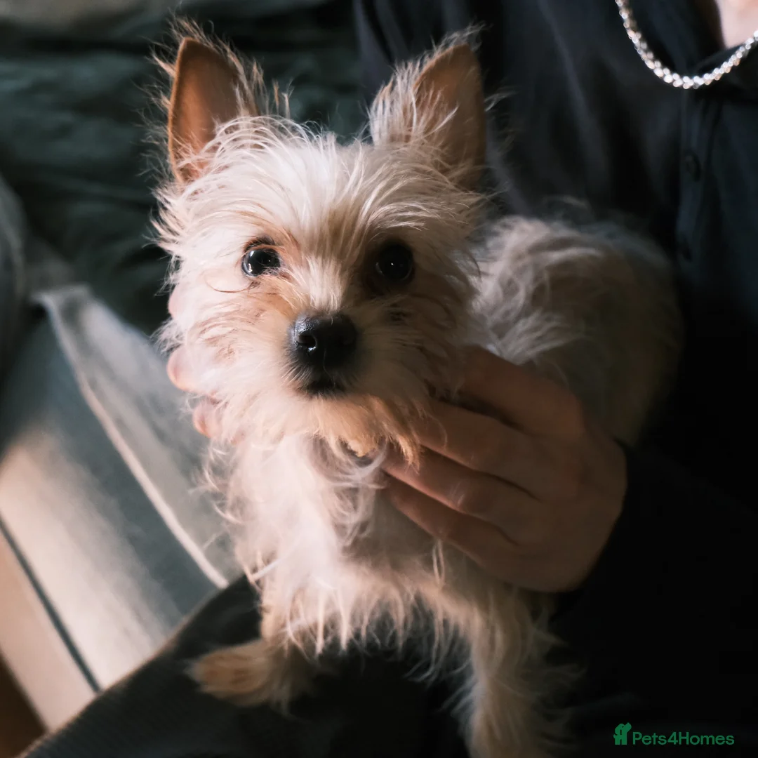 Yorkshire Terrier dogs for sale: Pure Yorkshire Terrier Pups - READY NOW 🐾 - Advert 2