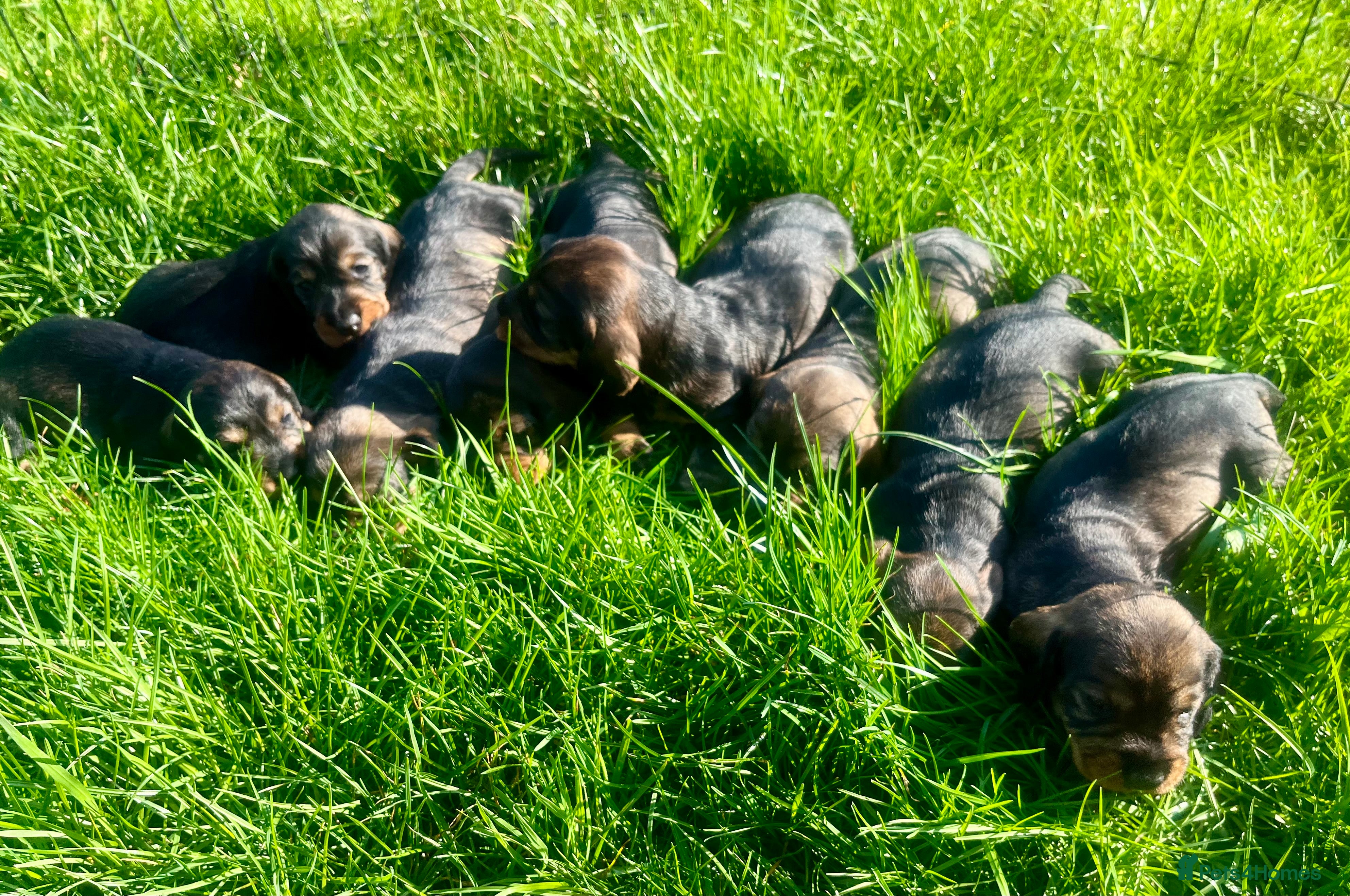 Dachshund dogs Kc registered Standard wire haired dachshund pups  - Advert 19