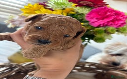 Maltipoo dogs for sale: 🐾 Adorable Maltipoo Puppies 🐾  - Image 9