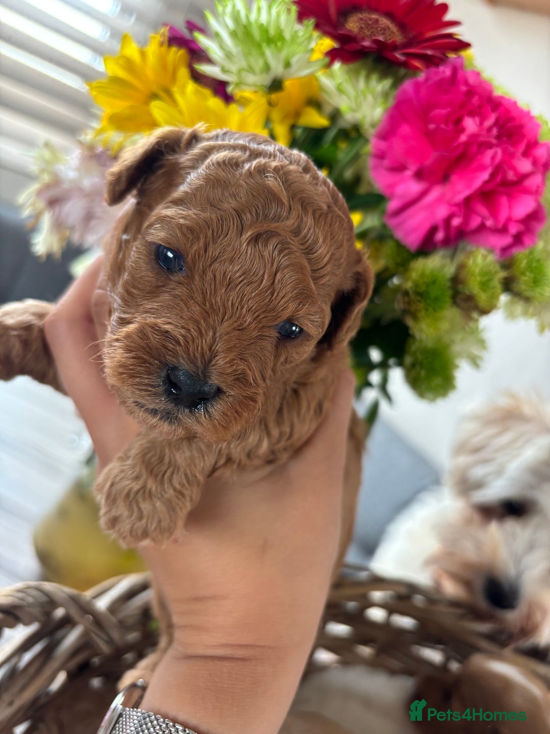 Maltipoo dogs for sale: 🐾 Adorable Maltipoo Puppies 🐾  - Image 9