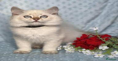 British Shorthair cats - Advert 6