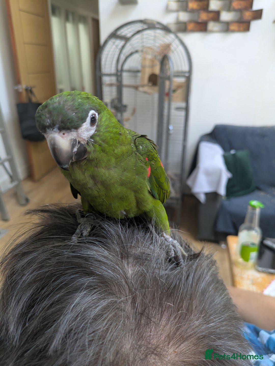 Macaws birds for sale: Ara Hahna red shouldered macaw tamed babies - Image 12