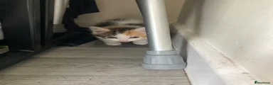Mixed Breed Kitten 6