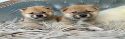 Japanese Shiba Inu dogs for sale: Japanese Shiba Inu puppies HEALTH TESTED - Advert 17