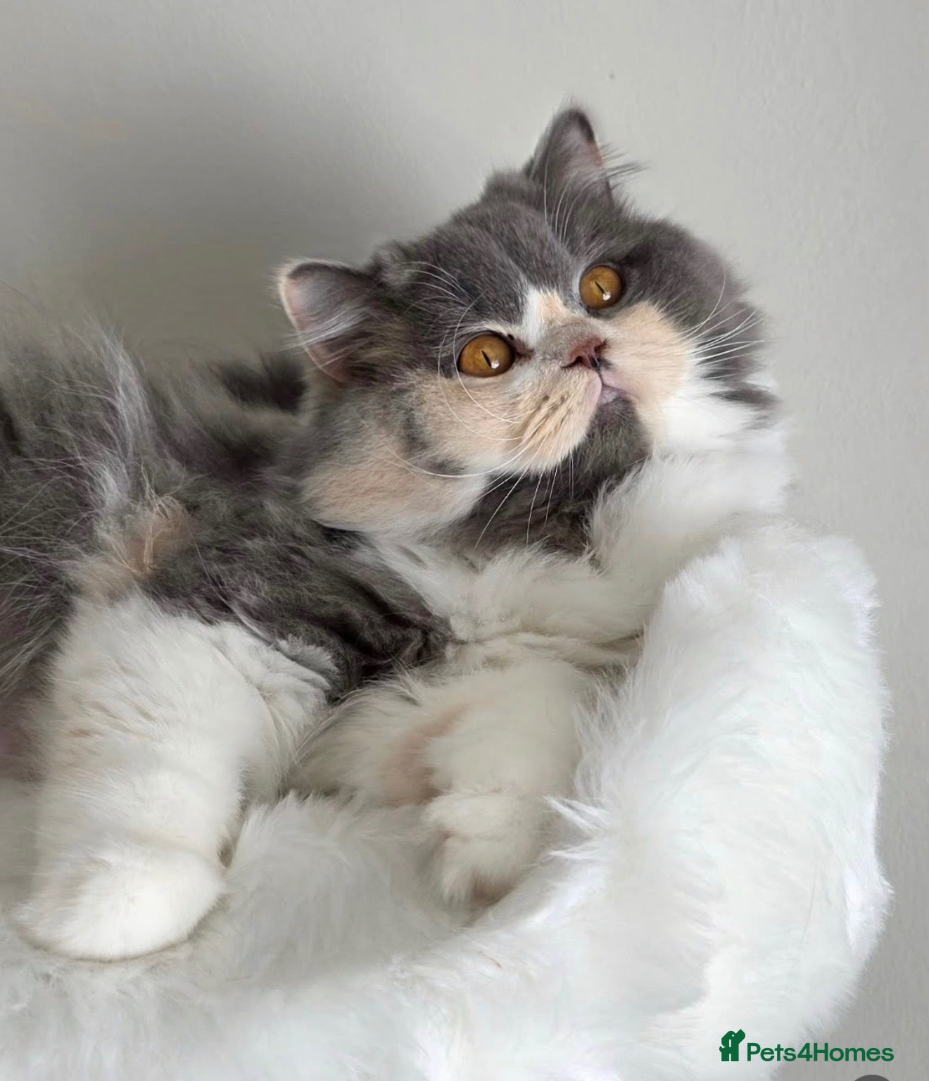 British Shorthair cats for sale: Stunning GCCF British longhair  - Advert 2