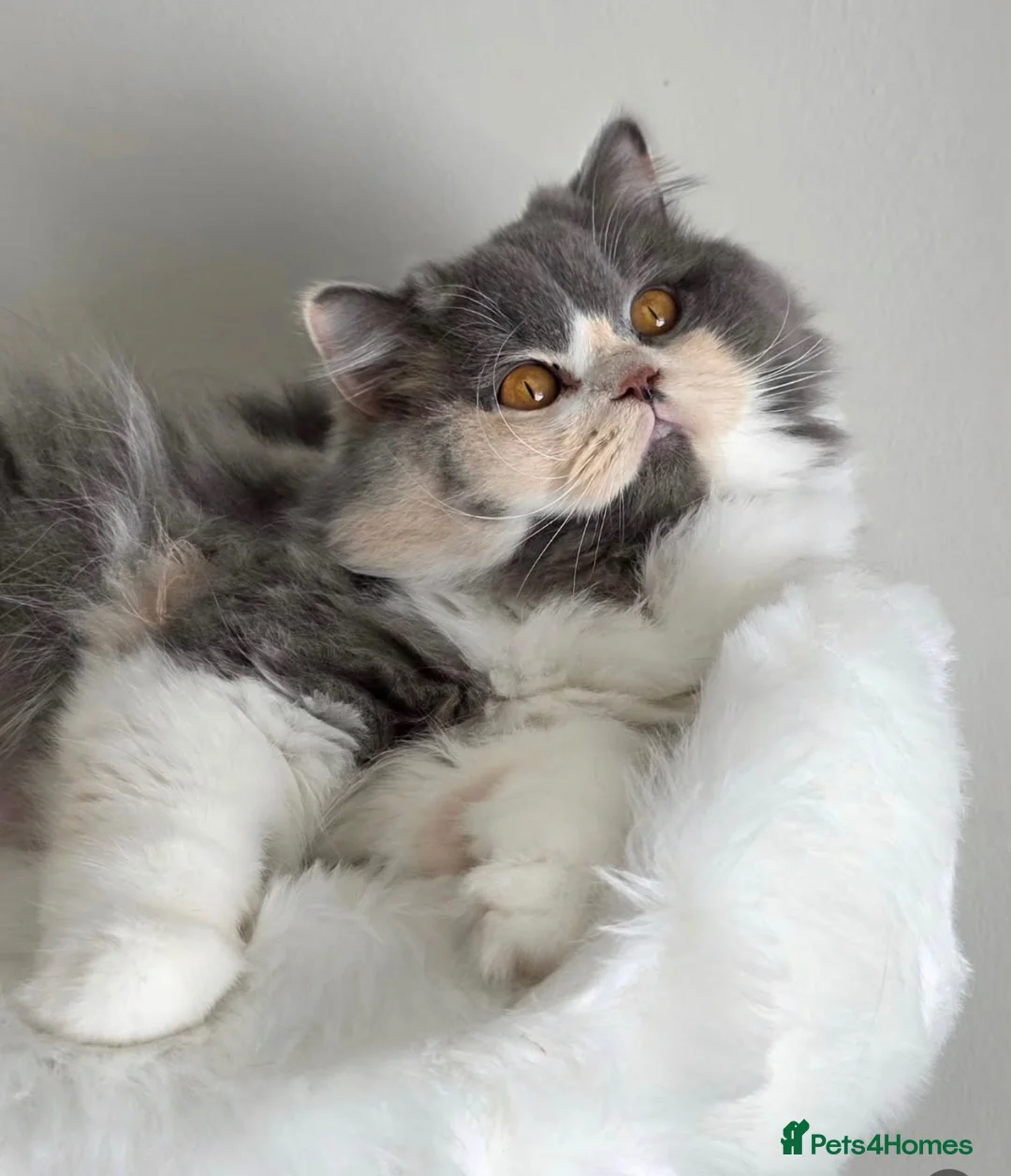 British Shorthair cats for sale: Stunning GCCF British longhair  - Advert 1