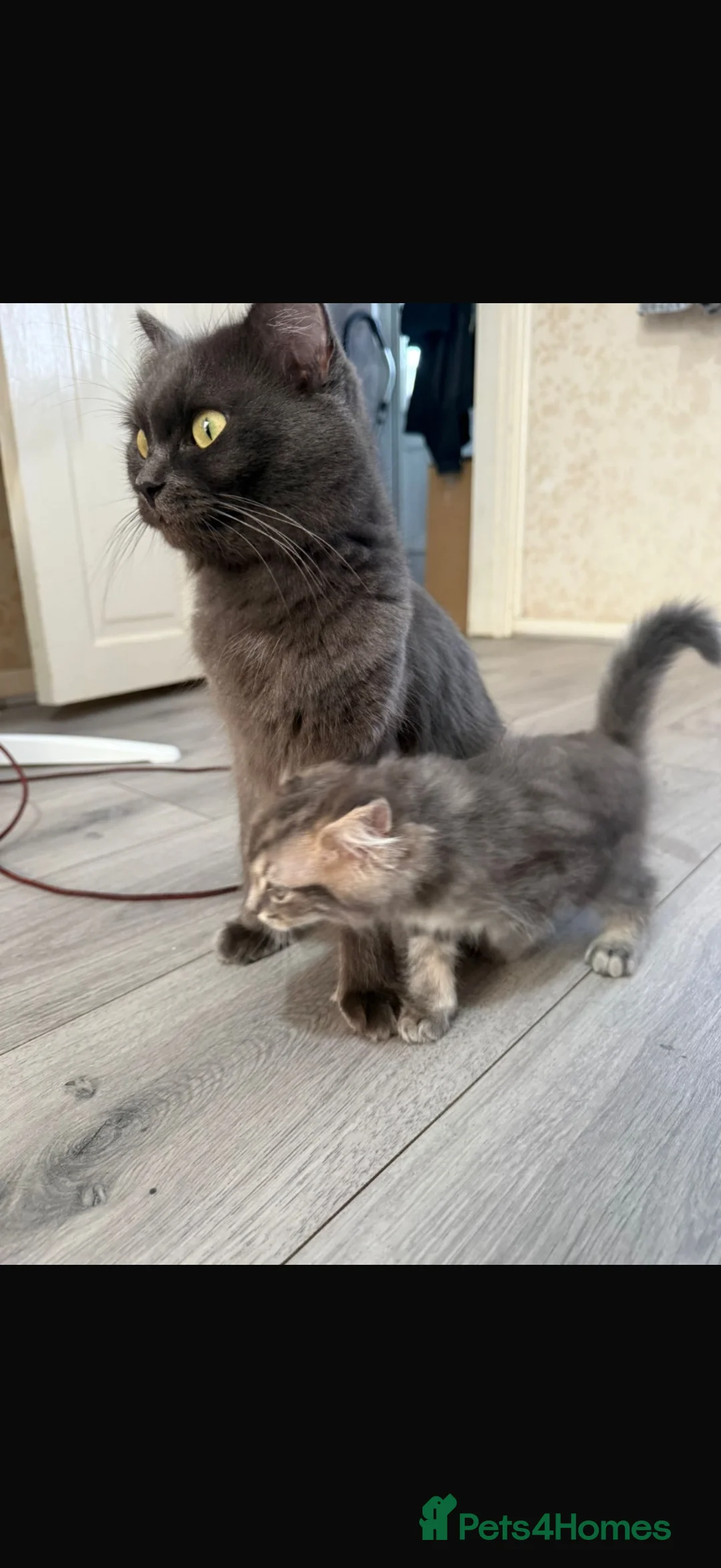 Ragdoll cats for sale: Ragdoll cross British shorthair litter - Advert 8