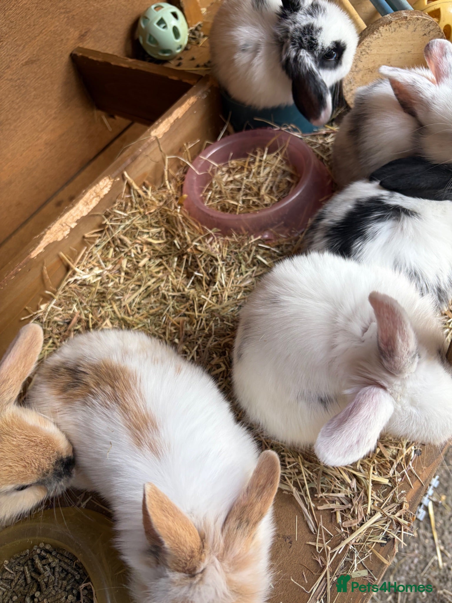 Mixed Breed rabbits 8x Mini lion lop bunnies - Advert 18