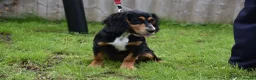 Cocker Spaniel dogs for sale: 5 Months Old Male Working Cocker KC Reg - Advert 24