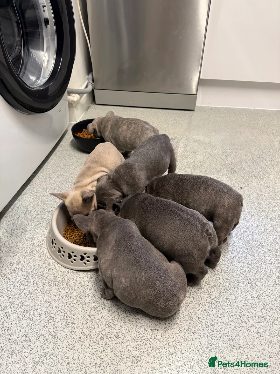 French Bulldog dogs for sale: FrenchBulldog Puppies  - Advert 21