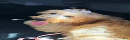 Mini Goldendoodle dogs for sale: 4.5 month old sweet mini Golden doodle - Advert 3