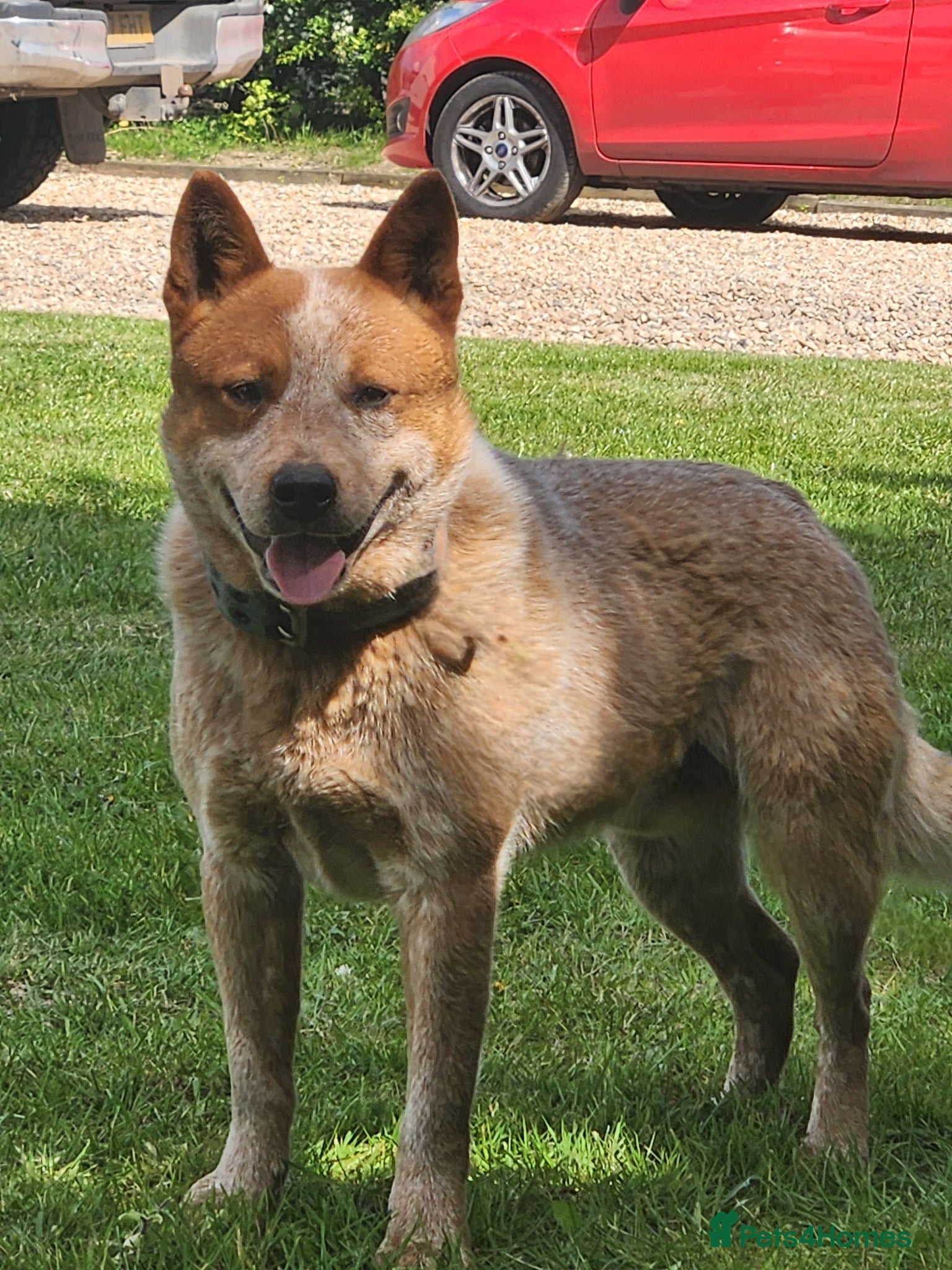 Australian Cattle Dog dogs Australian cattle dog.  - Advert 2