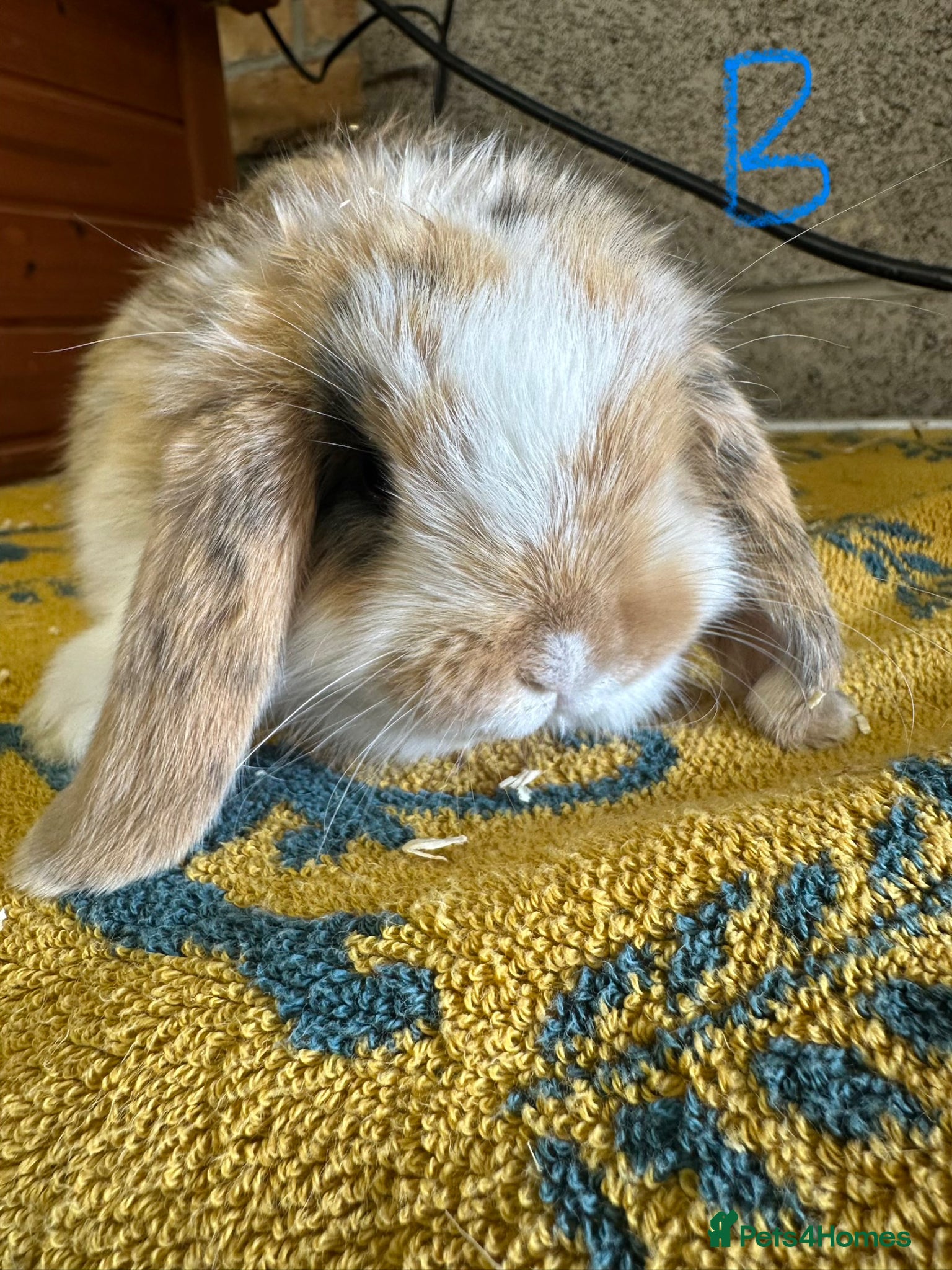 Mini Lop rabbits Mini Lop rabbits For Sale  - Advert 2
