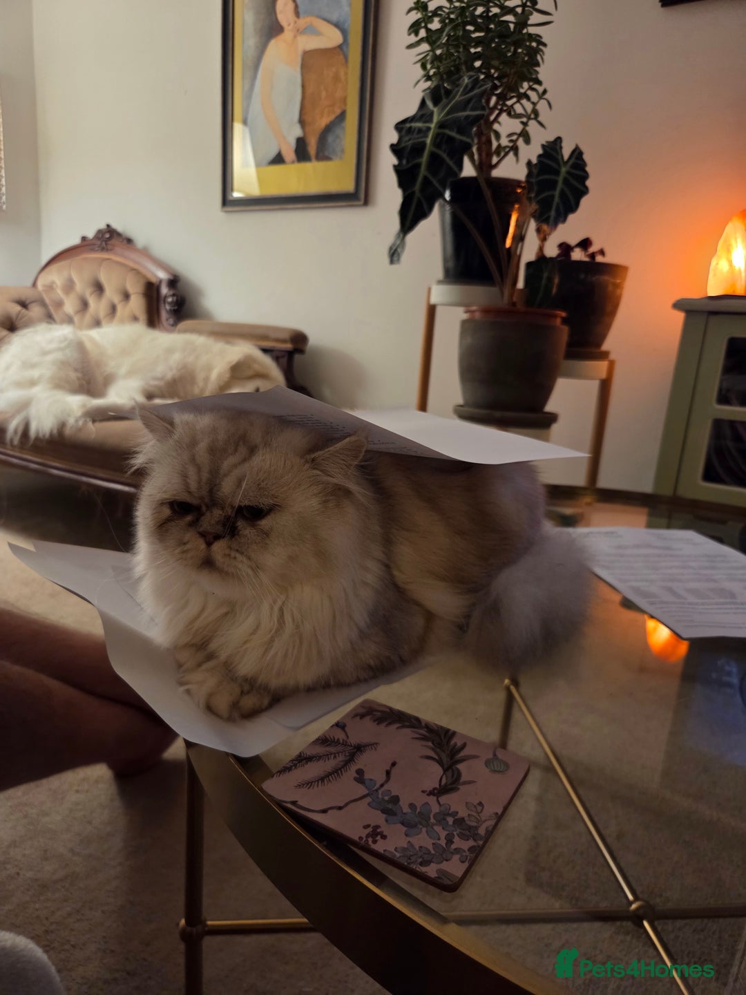 Persian cats for sale: Silvertip Chinchilla Persian- Boy & Girl Available - Advert 16