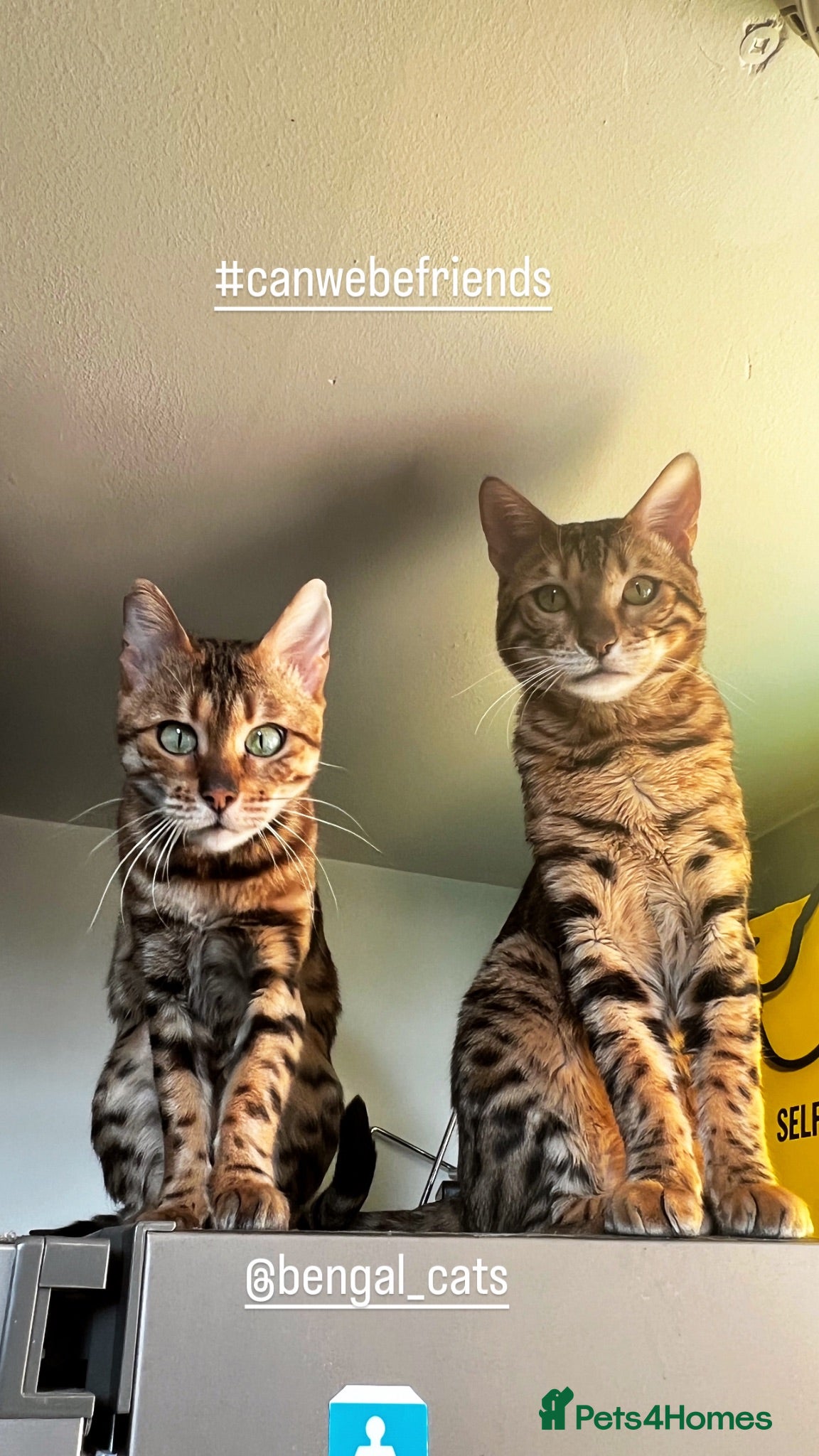 Bengal cats 🐆 Exceptional F5Bengal Kittens EgyptianBloodline  - Advert 10